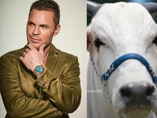 Imagem - Eduardo Costa compra vaca de R$ 2 milhões; veja por que animal foi tão caro