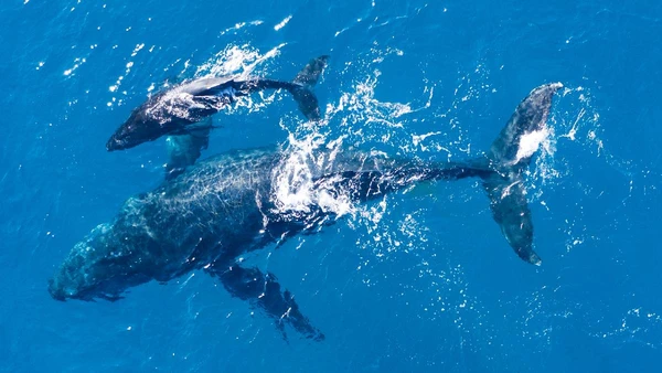 Apesar da aparência simples, o âmbar gris pode valer uma verdadeira fortuna