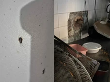 Imagem - Infestação de insetos e esgoto sem encanamento: mercado é interditado após fiscalização