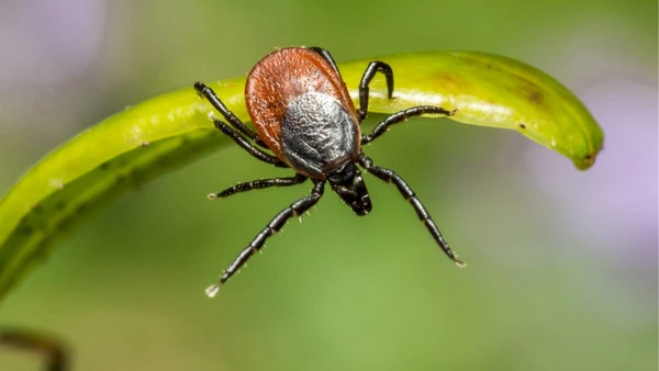 Especialistas explicam por que o controle real depende de limpeza contínua e hábitos no dia a dia