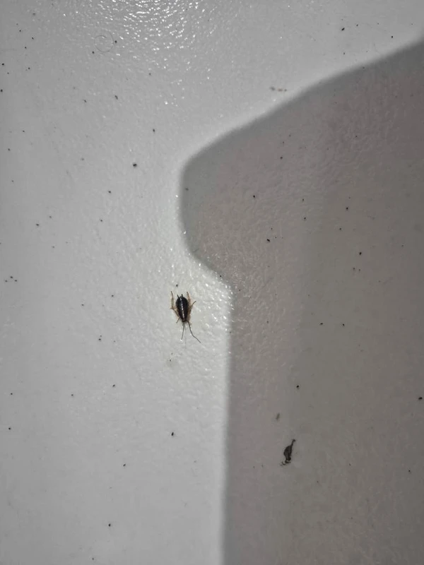 Fiscalização prendeu duas pessoas e interditou três estabelecimentos por Divulgação/MPRS