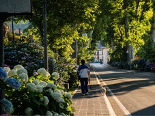 Imagem - Imposto canino: taxa de R$ 602 será aplicada a donos de pets