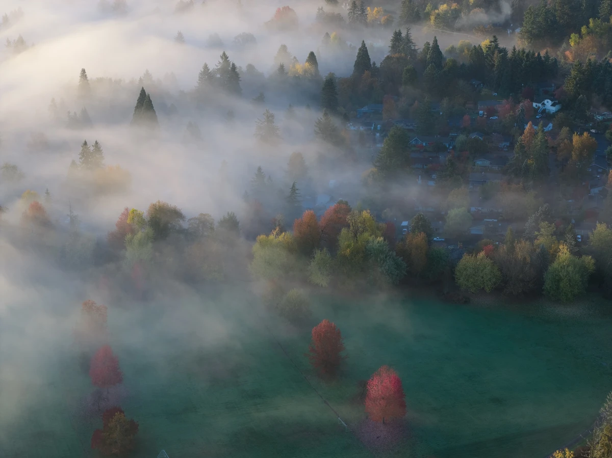 Paisagem florestal no estado de Oregon, nos EUA por Shutterstock