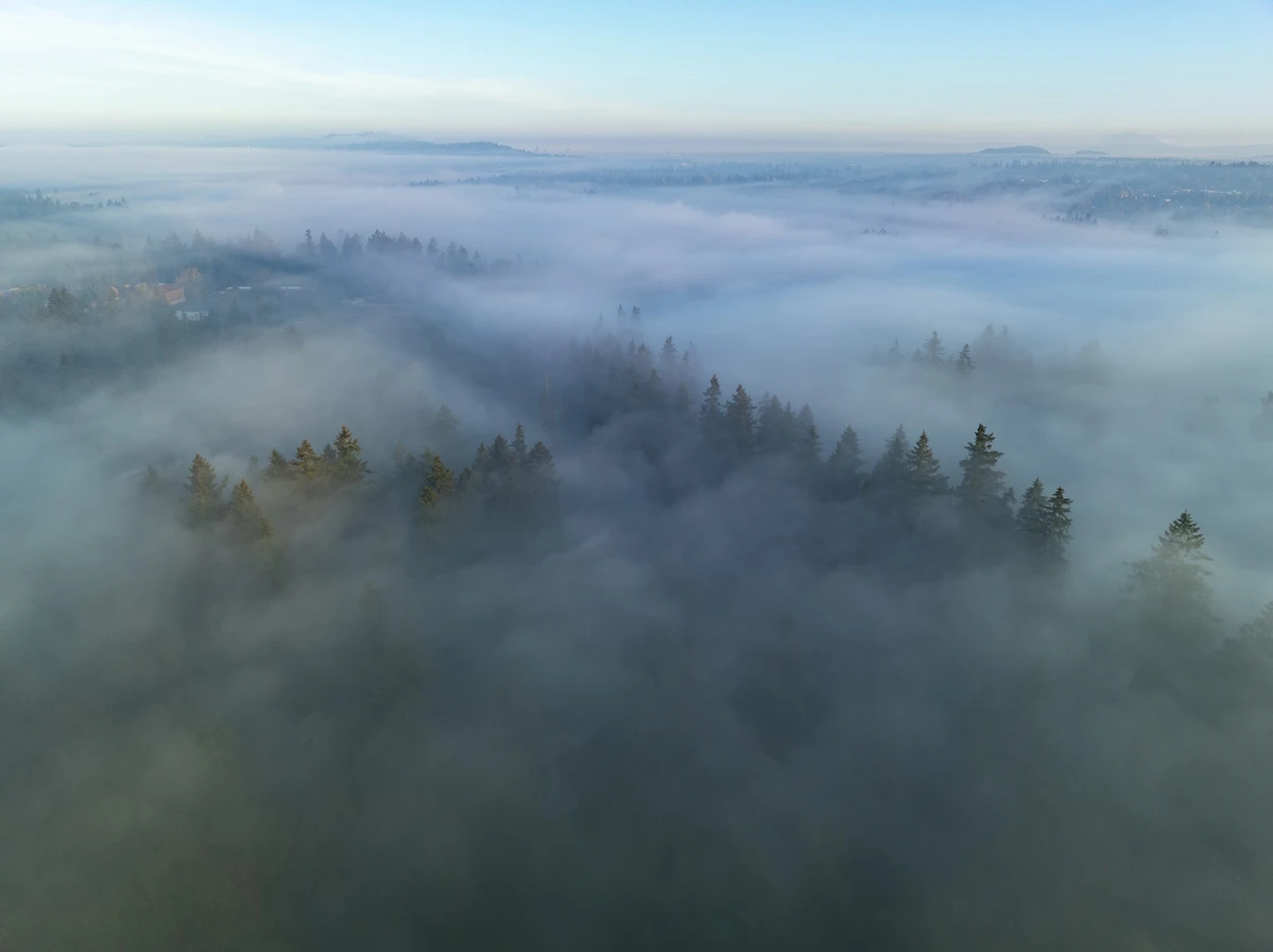 Paisagem florestal no estado de Oregon, nos EUA por Shutterstock