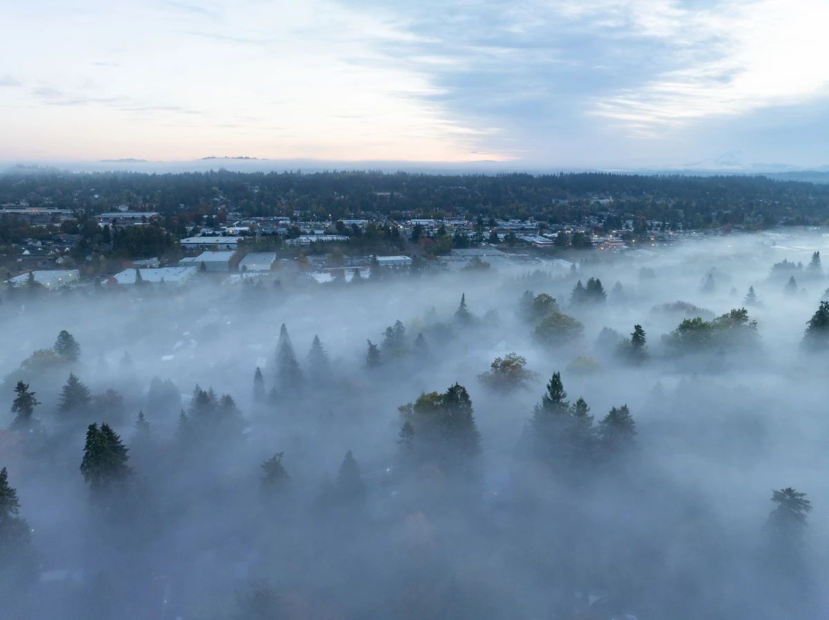 Paisagem florestal no estado de Oregon, nos EUA por Shutterstock