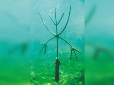 Imagem - O dia que eu procurei Exu debaixo das águas de Salvador