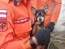 Imagem - Cachorro cego é resgatado após dois dias preso em ribanceira no quintal de casa em Salvador