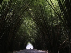 Imagem - O bambuzal do aeroporto que virou símbolo de Salvador e emociona quem chega