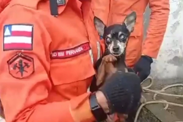 Animal possui cegueira bilateral