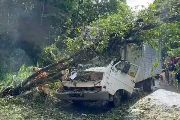 Árvore caiu em cima de caminhão no meio da estrada por Reprodução