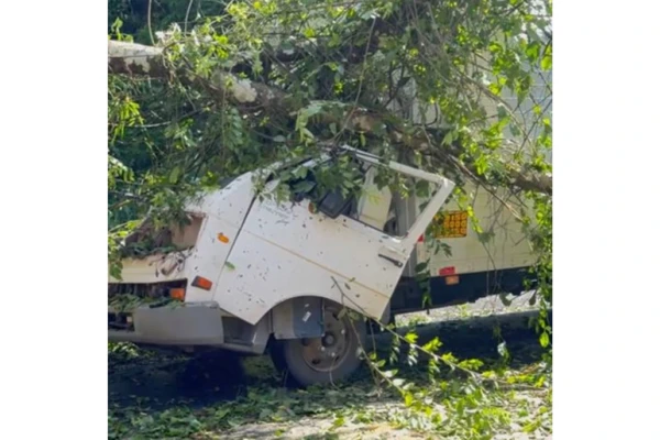 Árvore caiu em cima de caminhão no meio da estrada por Reprodução