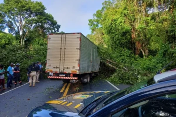 Árvore caiu em cima de caminhão no meio da estrada por Reprodução