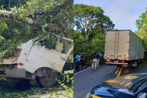 Árvore caiu em cima de caminhão no meio da estrada