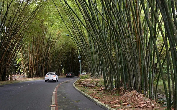 Bambuzal do Aeroporto de Salvador por Evandro Veiga/CORREIO
