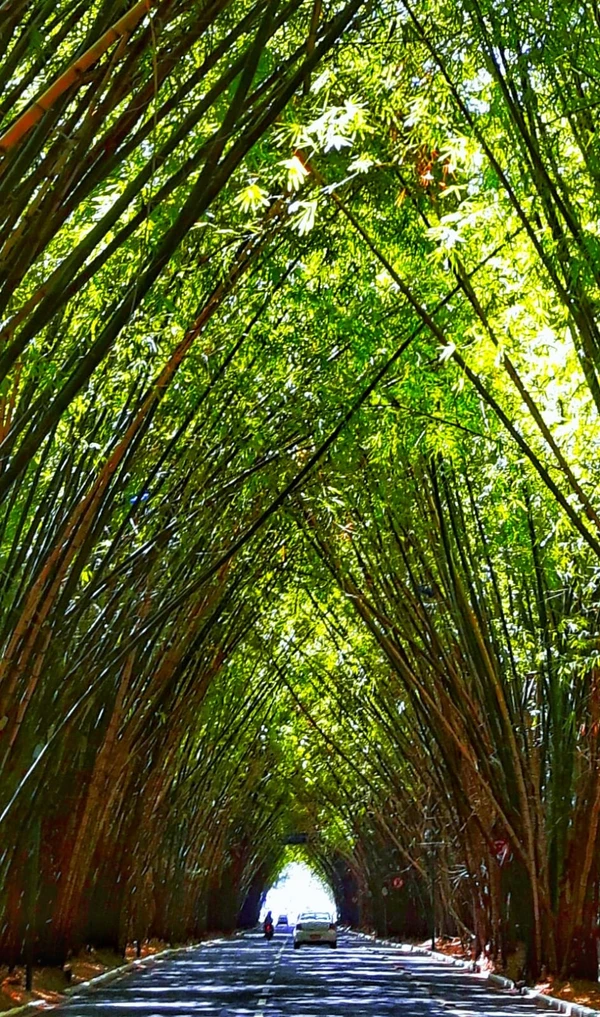 Bambuzal do Aeroporto de Salvador por Evandro Veiga/CORREIO