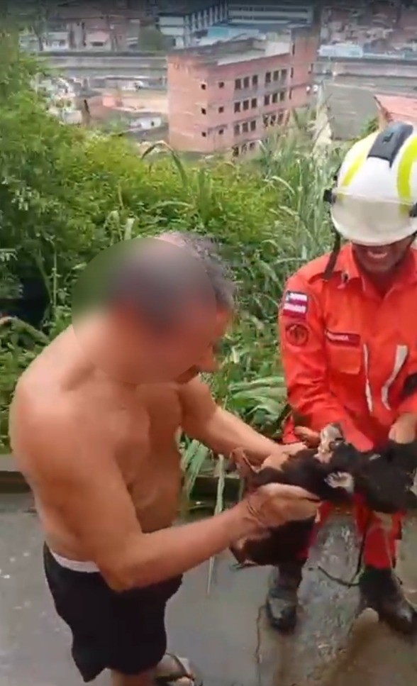 Cachorro foi resgatado após dois dias de desaparecimento por Divulgação