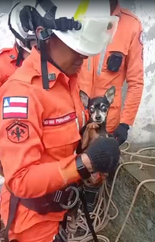 Cachorro foi resgatado após dois dias de desaparecimento por Divulgação