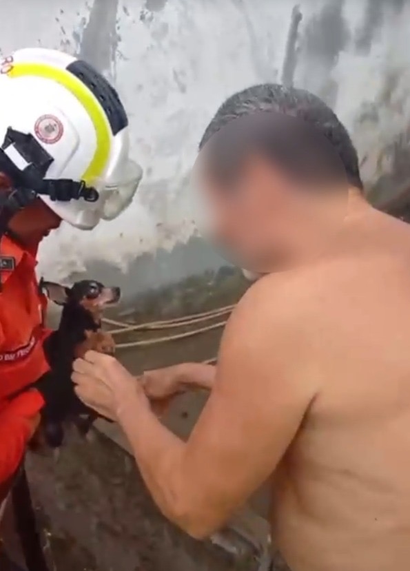 Cachorro foi resgatado após dois dias de desaparecimento por Divulgação