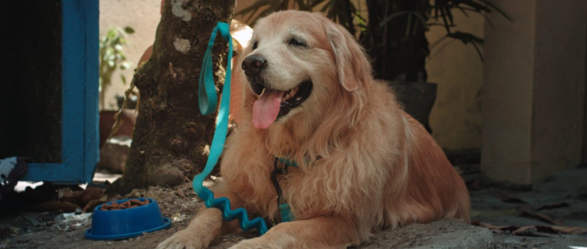 “Maic Não Quer Cruzar” faz estreia baiana no XXI Panorama Internacional Coisa de Cinema por Divulgação 