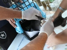 Imagem - Casos de esporotricose disparam em humanos na Bahia; saiba o que é e como proteger seu pet