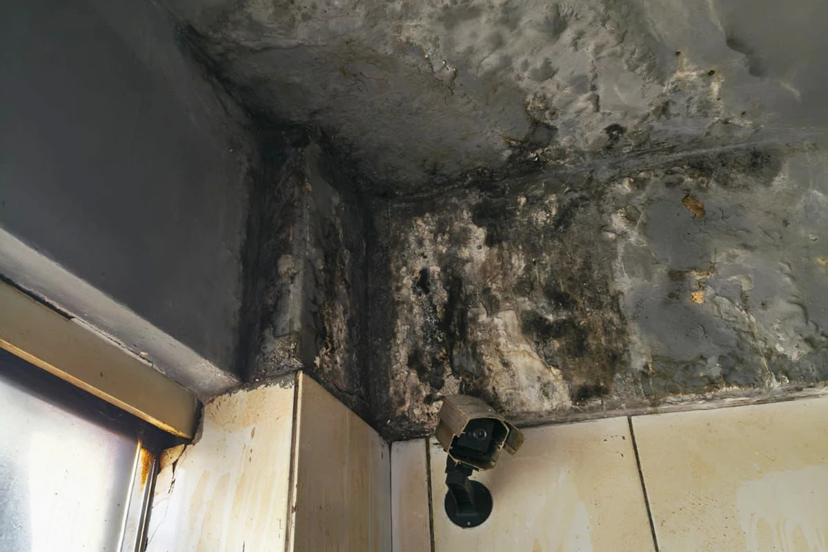 Delicatessen de Feira de Santana foi interditada por Reprodução