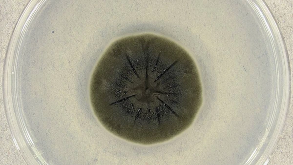 Descoberta científica mostra que a vida pode se adaptar a condições extremas de formas que parecem saídas da ficção