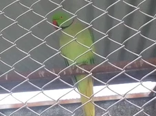 Imagem - Mais de 600 aves silvestres são encontradas em cativeiro ilegal, e multa ultrapassa R$ 4 milhões