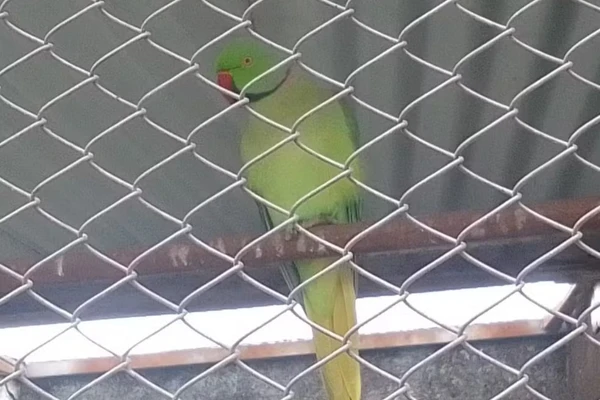 626 aves foram resgatadas