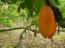 Imagem - Preços do cacau seguem caindo, mas o chocolate da Páscoa continua caro