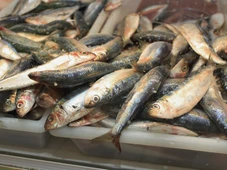 Imagem - Semana Santa: preço do peixe em Salvador pode chegar a R$ 90 o quilo