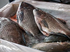 Imagem - De onde vem o peixe que você come? Maioria do pescado em Salvador é importada