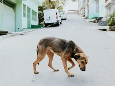 Imagem - Mais visível do que nunca: oito em cada dez nordestinos percebem aumento de animais abandonados