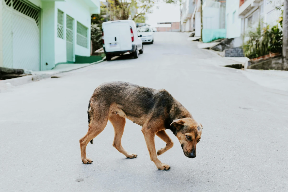 Oito em cada dez nordestinos percebem que há mais animais abandonados nas cidades 