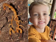 Imagem - Criança de 3 anos morre após ser picada por escorpião: 'ele gritava de dor'