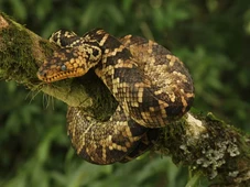 Imagem - Filhote da jiboia mais rara do mundo é encontrado em São Paulo