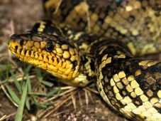 Imagem - Filhote da jiboia mais rara do mundo é encontrado em São Paulo