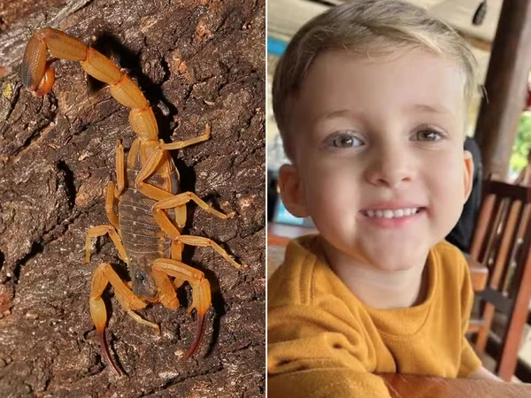 Criança de 3 anos morre após ser picada por escorpião: 'ele gritava de dor'