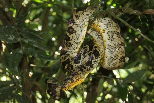 Filhote da jiboia mais rara do mundo é encontrado em São Paulo por Divulgação