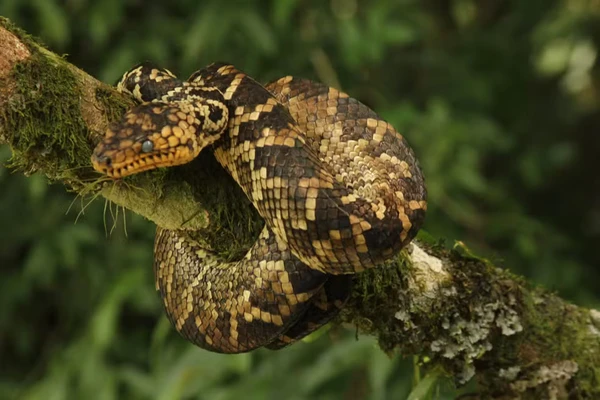 Filhote da jiboia mais rara do mundo é encontrado em São Paulo por Divulgação