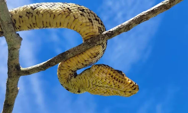 Filhote da jiboia mais rara do mundo é encontrado em São Paulo por Divulgação