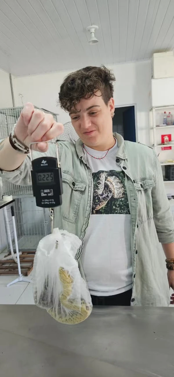 Filhote da jiboia mais rara do mundo é encontrado em São Paulo por Divulgação