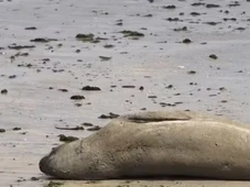 Imagem - Elefante-marinho é encontrado morto e partido ao meio no litoral do nordeste