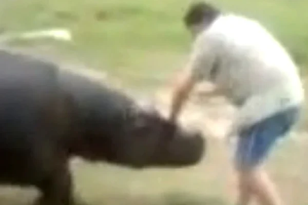 A tragédia de Marius Els por Reprodução