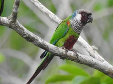 Imagem - Ave rara reaparece após 100 anos e escolhe exclusivamente o Nordeste para voltar a se reproduzir