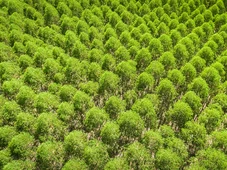 Imagem - Suzano abre vagas no sul da Bahia com oportunidades para diferentes perfis