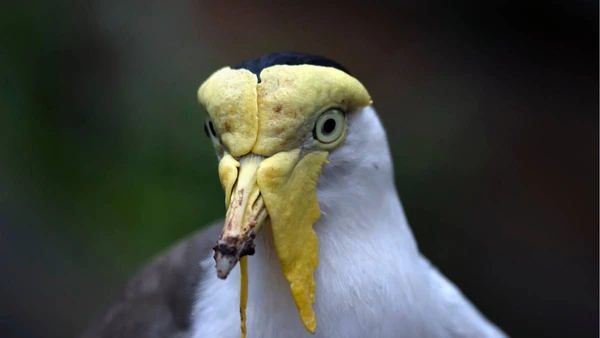 Conheça os “superpoderes” das aves que transformam o céu em casa, e os riscos que ainda enfrentam