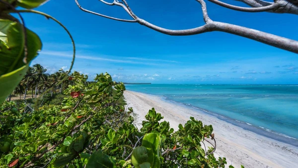 Descubra por que a Praia do Patacho se tornou referência internacional e saiba como planejar sua visita para curtir o santuário do peixe-boi e o famoso Túnel Verde na melhor época do ano