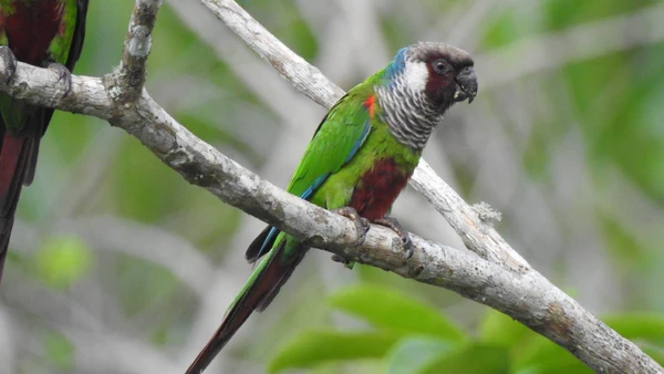 O periquito-cara-suja (Pyrrhura griseipectus) em seu habitat natural: após um século de ausência, a espécie volta a se reproduzir na Reserva Natural Serra das Almas, no Ceará