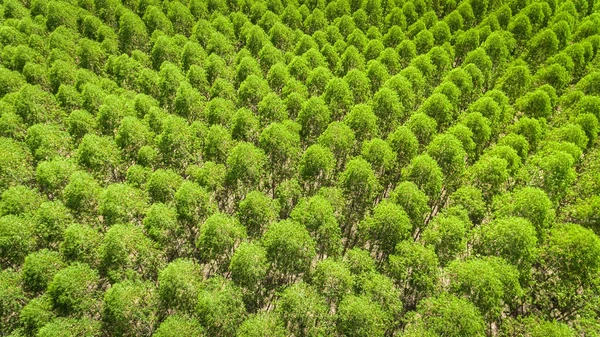 Oportunidades em Mucuri, Teixeira de Freitas e Itabatã incluem cargos técnicos e vagas para jovens aprendizes.