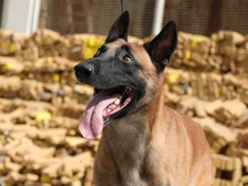 Imagem - Cão farejador Hulk encontra 48 toneladas de maconha no Complexo da Maré